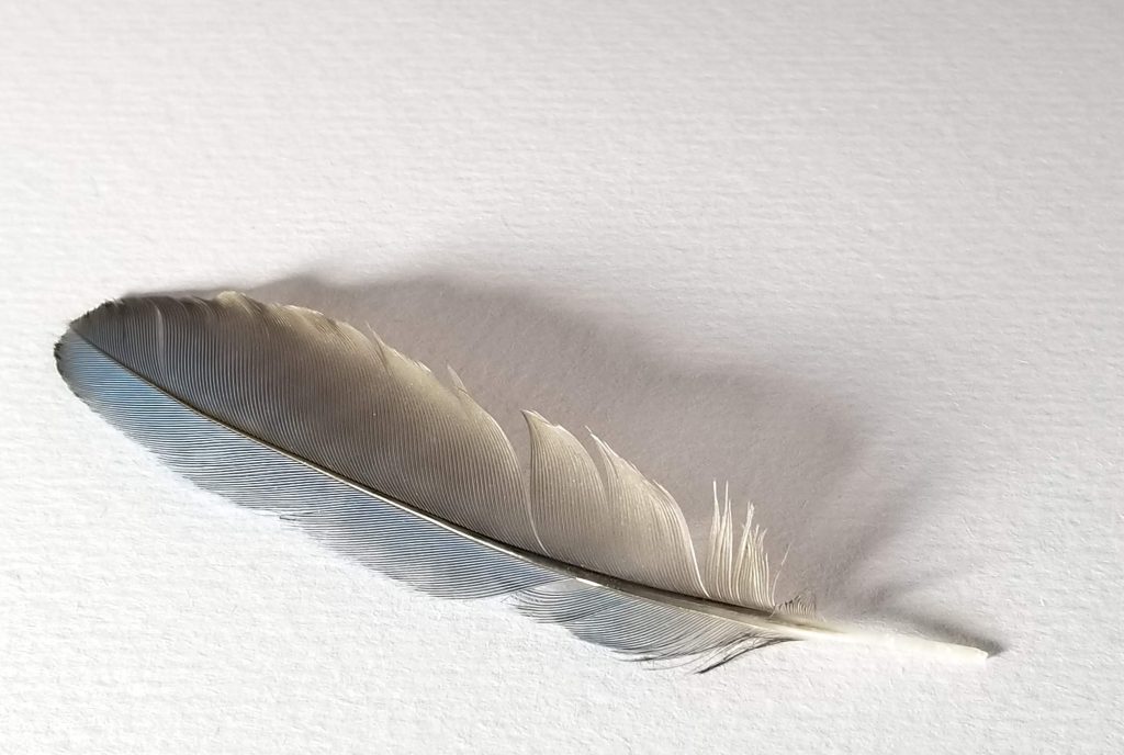 feather